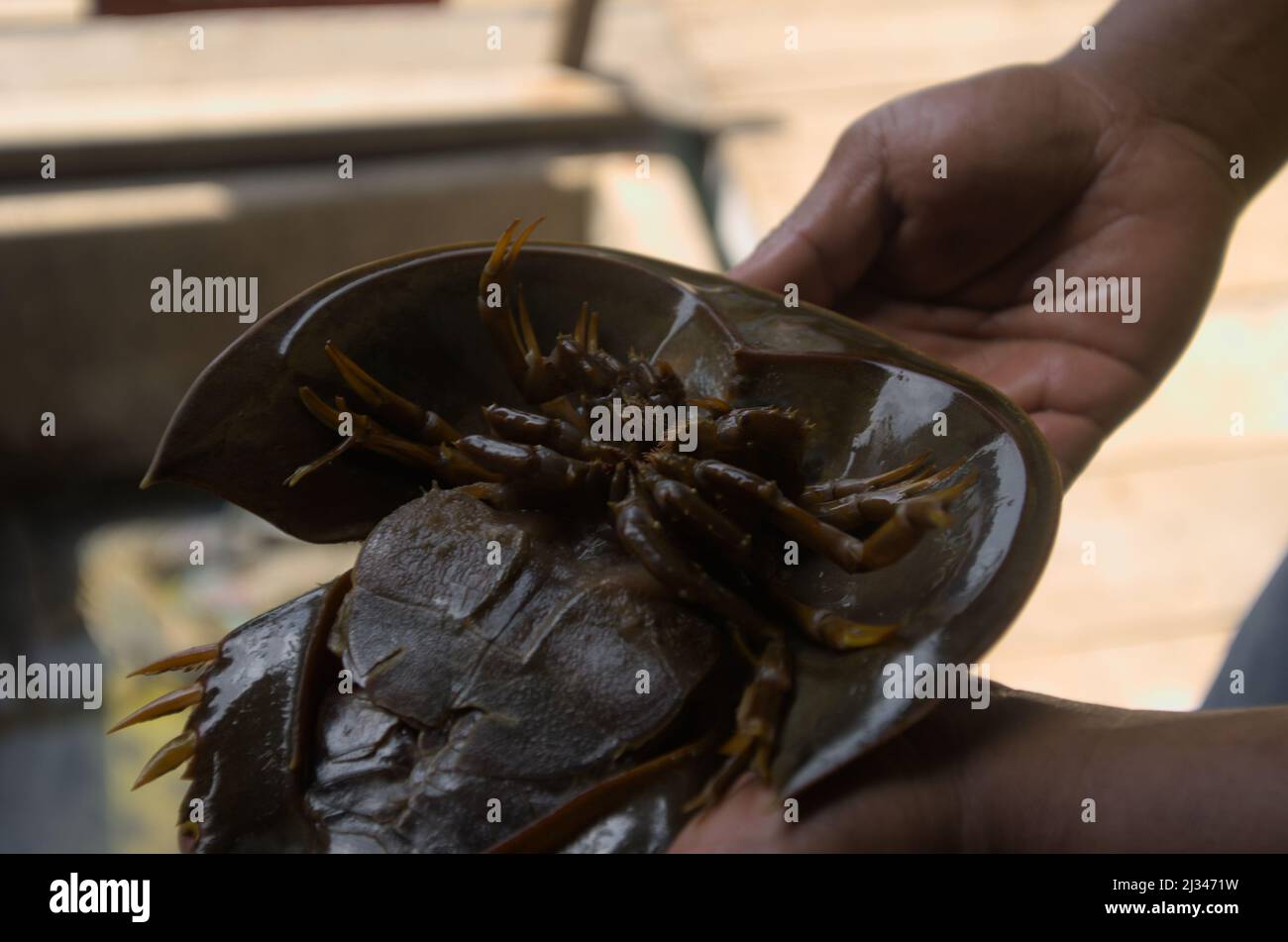 Ein Horseshoe Krabben unter dem Bauch. Stockfoto