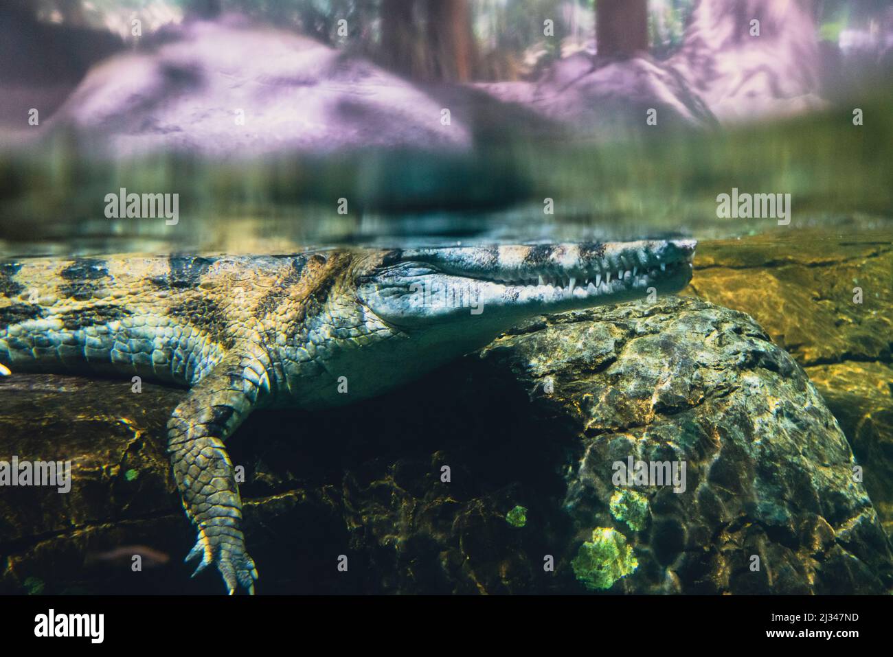 Ein Krokodil tauchte im Wasser unter, mit nur den Augen über dem Wasserstand. Stockfoto