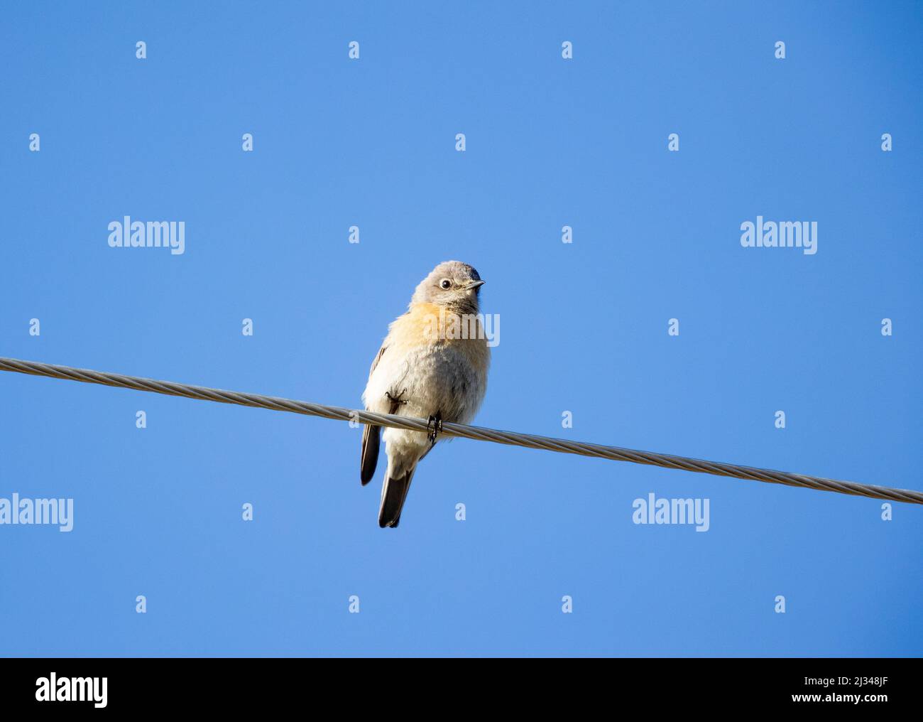 Western Bluebird Weiblich Stockfoto