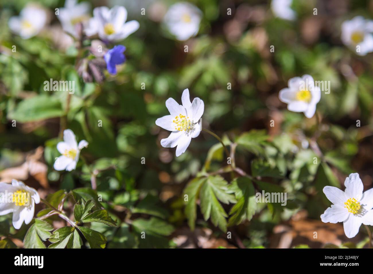 Buschwindröschen, Anemone nemorosa Stockfoto