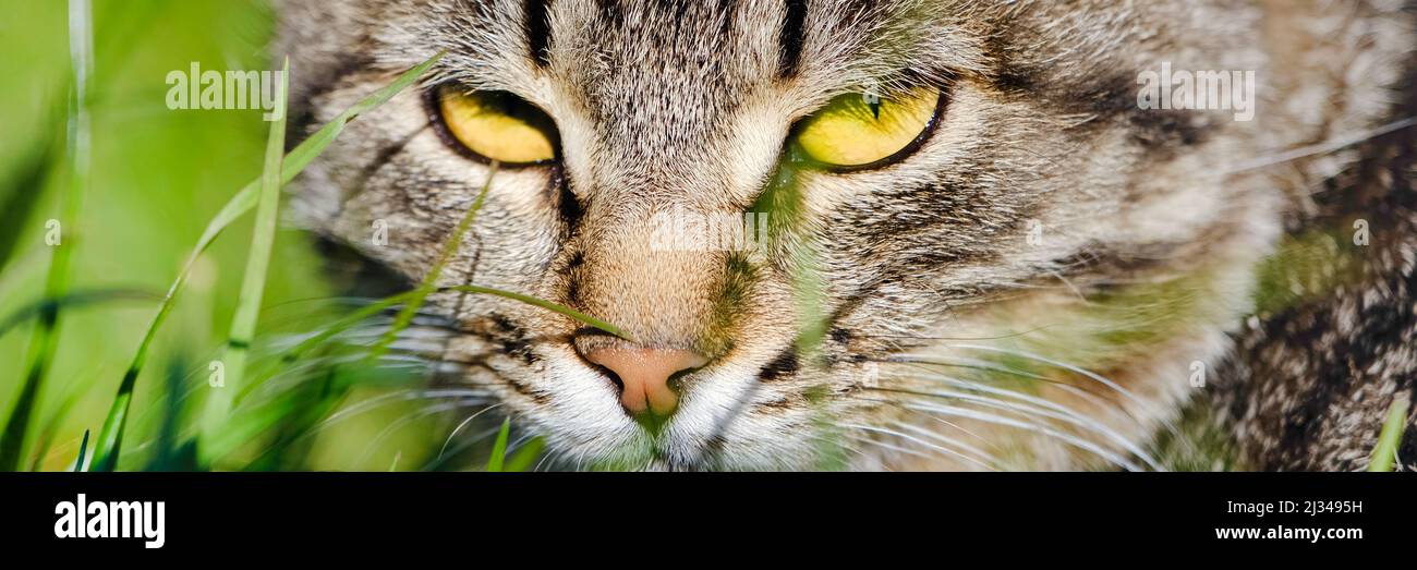 PET-Banner. Porträt einer schönen Katzenschnauze in der Nähe. Tomcat Stockfoto