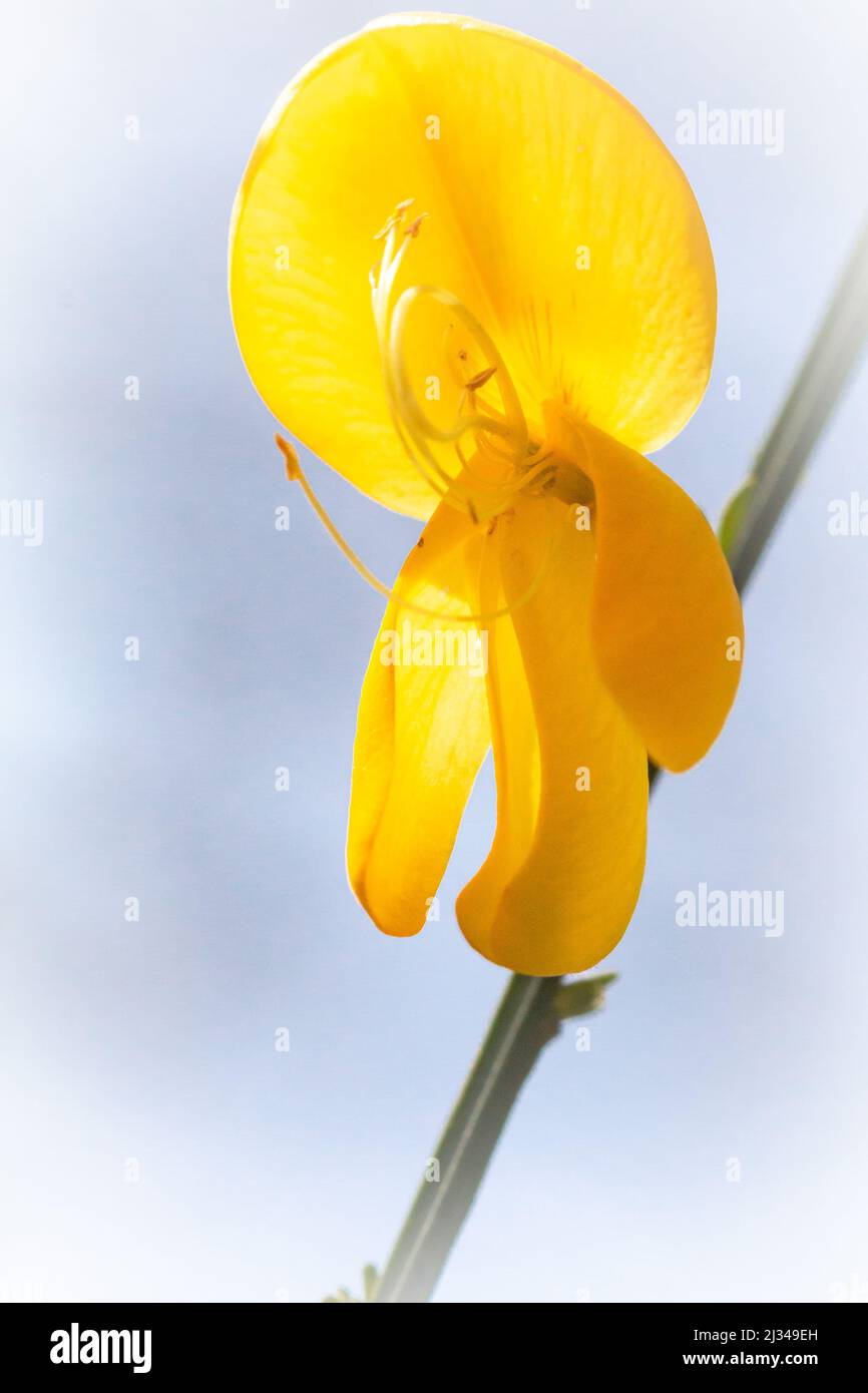 Nahaufnahme der leuchtend gelben Ginsterblume (Cystisus scoparius), die im Buschland am Rand des Hawkcombe Wood, Somerset, wächst Stockfoto