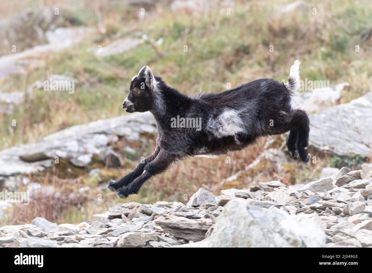 Ein Ziegenkind (Capra hircus) prallt auf den losen Felsen der Hügel im Tal der Felsen, Devon, ab Stockfoto