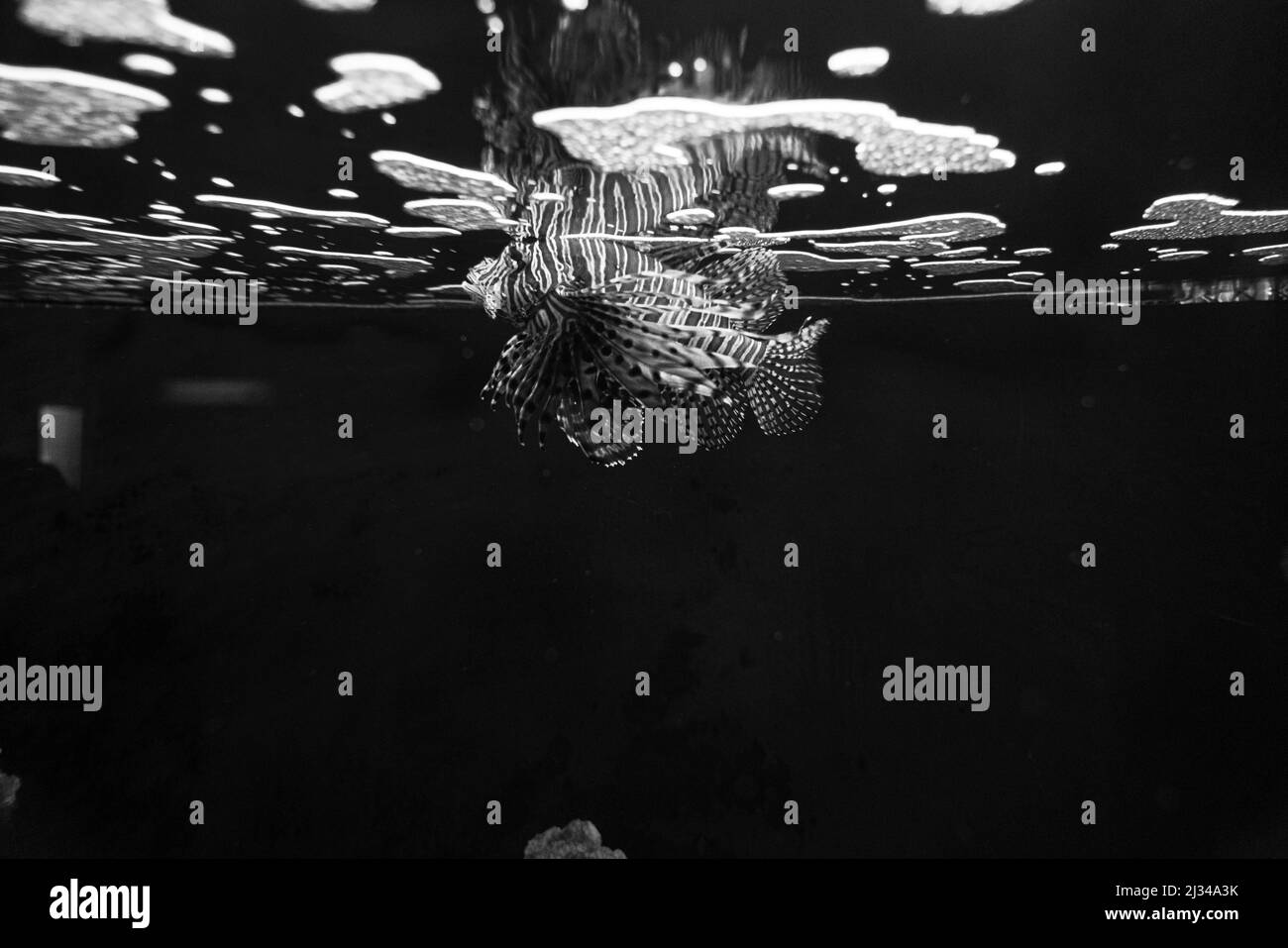 Foto eines Löwenfisches an der Wasseroberfläche, mit einer Spiegelung. Stockfoto