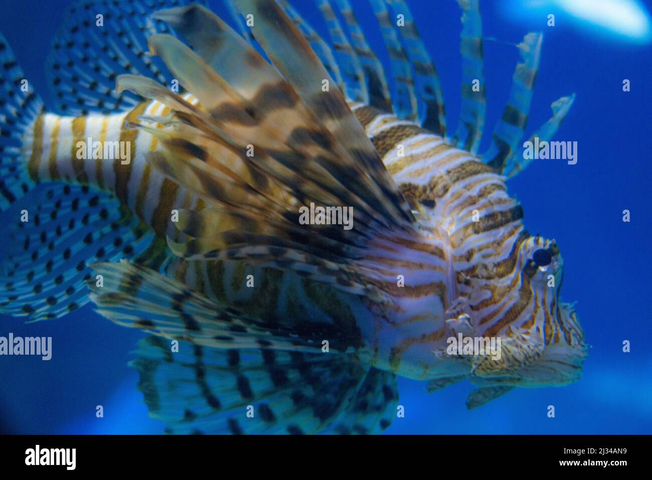 Löwenfisch in einem Salzwasseraquarium, einer invasiven Art im Atlantischen Ozean. Stockfoto