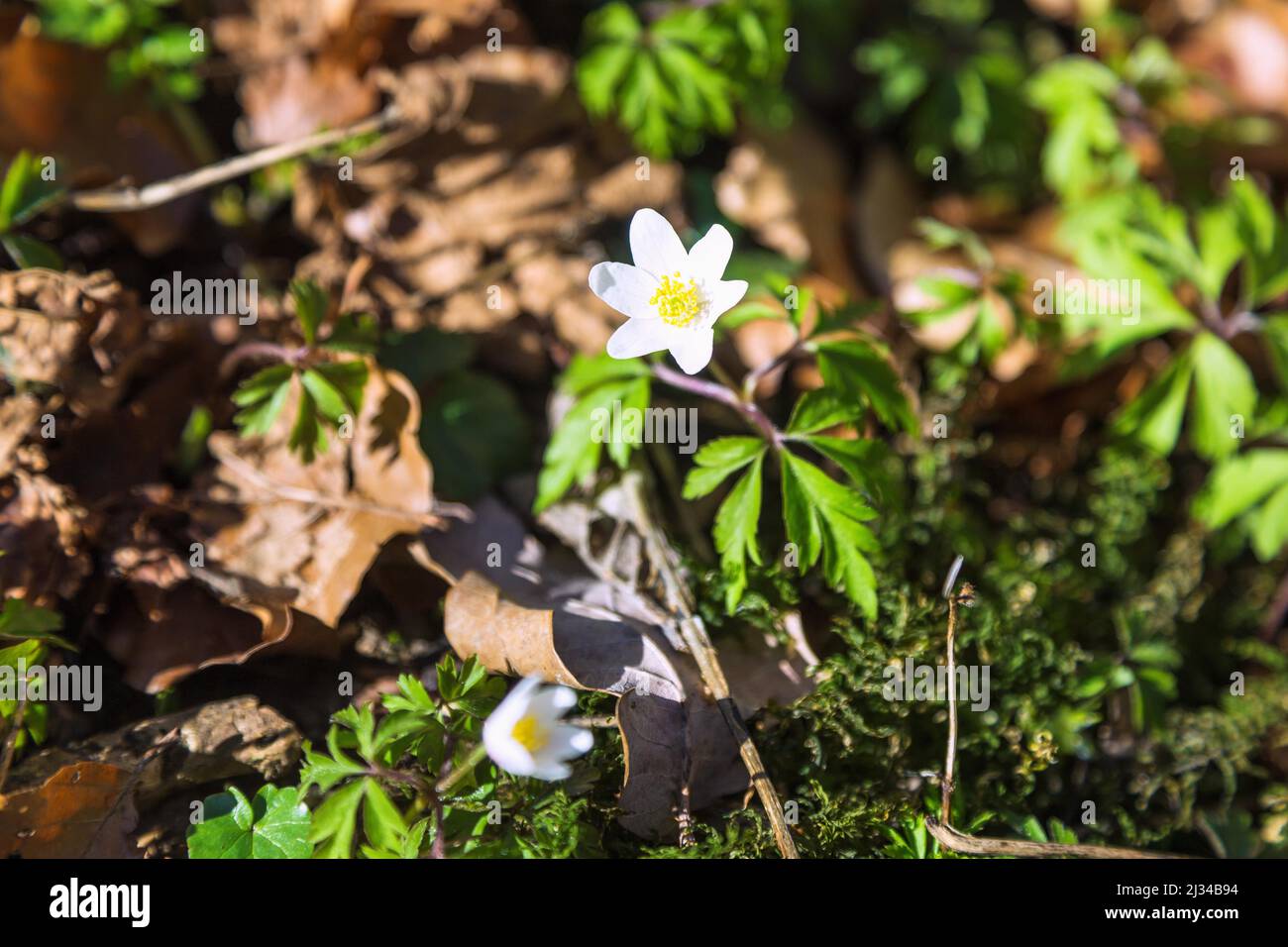Buschwindröschen, Anemone nemorosa Stockfoto