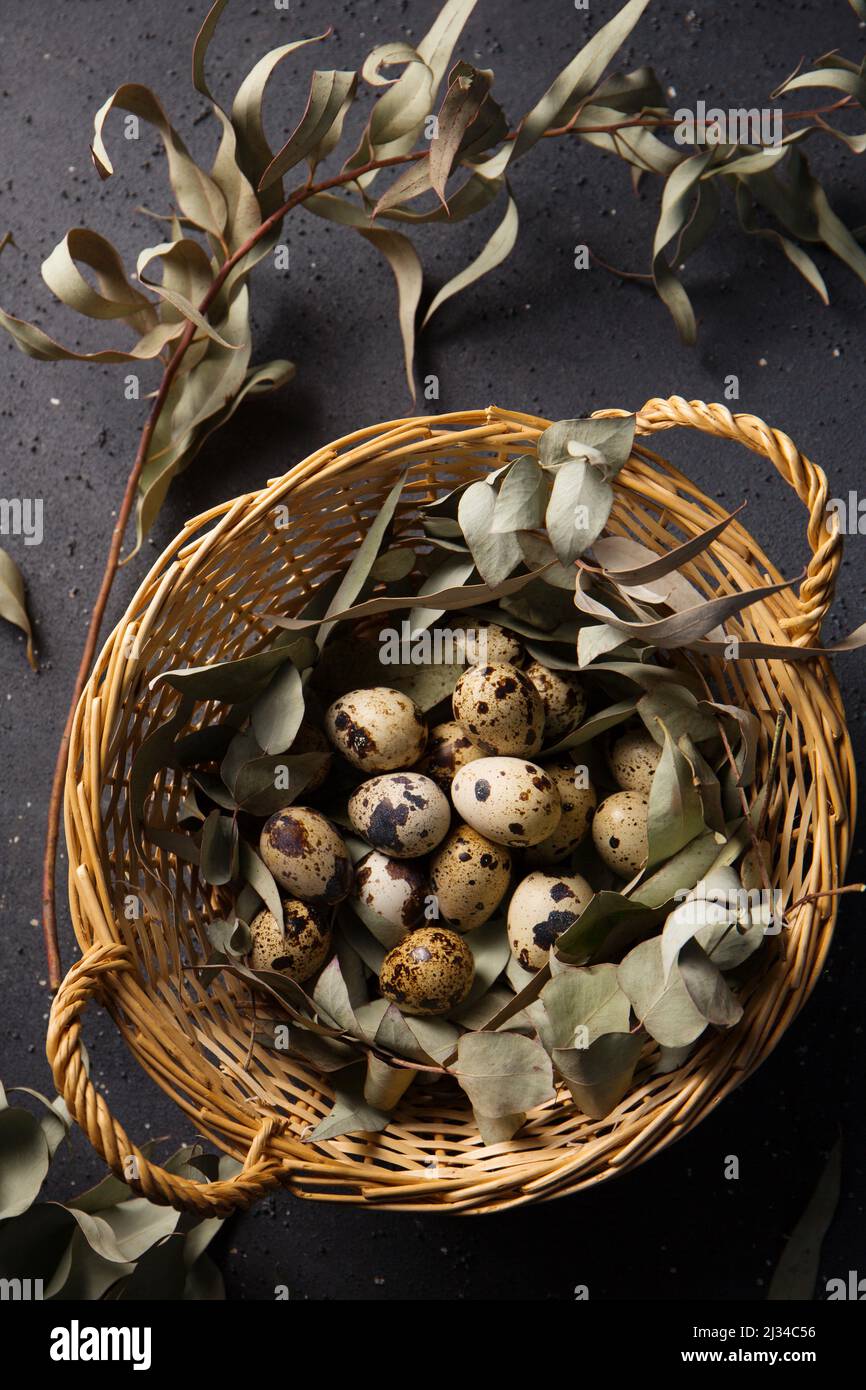 Wachteleier im Korb mit Eukalyptuszweigen Stockfoto