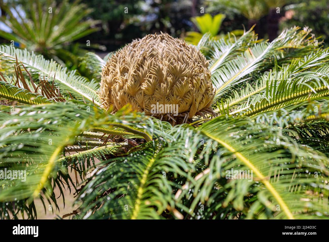 Cycas pectinata, Sagopalmfarn Stockfoto