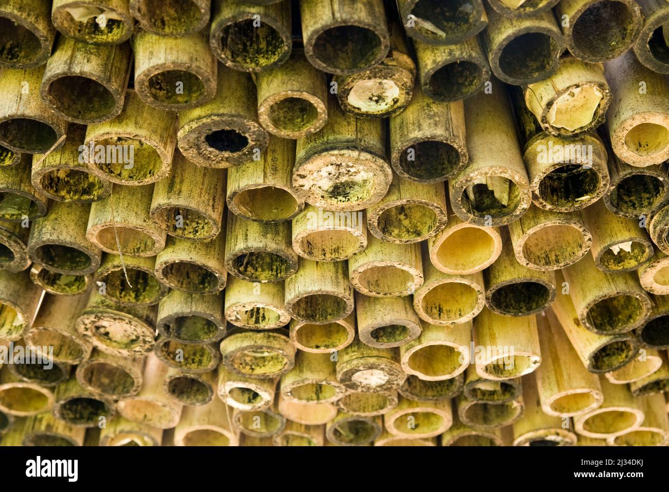 Schneiden Sie Oberflächen von verwittertem Bambus Stockfoto