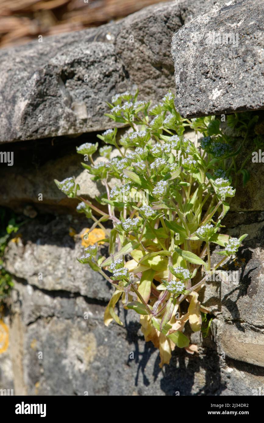 Gemeiner Kornsalat / Lammsalat (Valerianella locusta), an einer Wand blühend, Bath, Großbritannien, April. Stockfoto