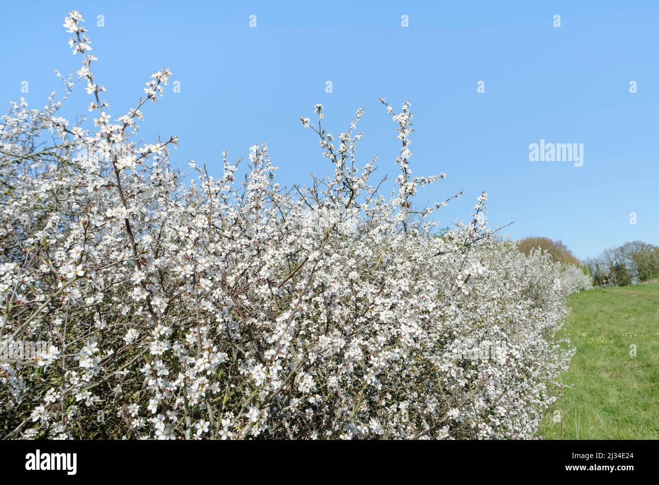 Schlehdorn (Prunus spinosa) Hecke in voller Blüte, Wiltshire, Großbritannien, April. Stockfoto