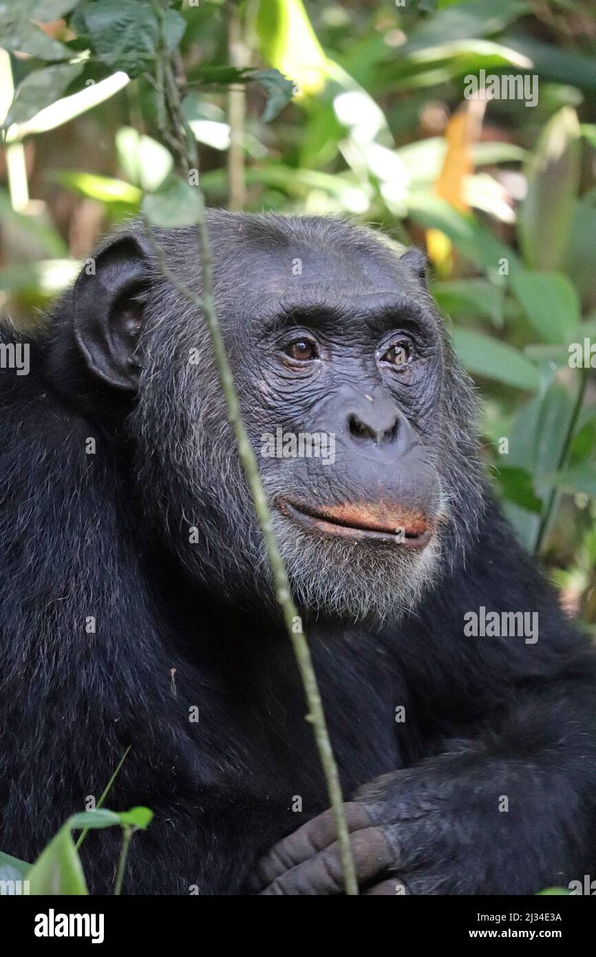 Uganda; westliche Region; Kibale-Nationalpark; neugieriger Schimpansen Stockfoto
