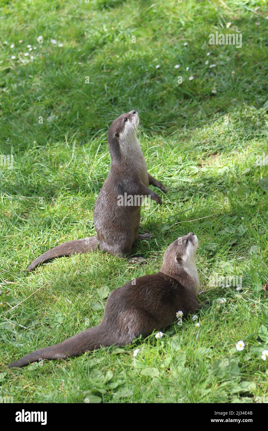 Zwei asiatische Kleinklatschotter (Aonyx cinereus) beobachten bei strahlendem Sonnenschein Stockfoto