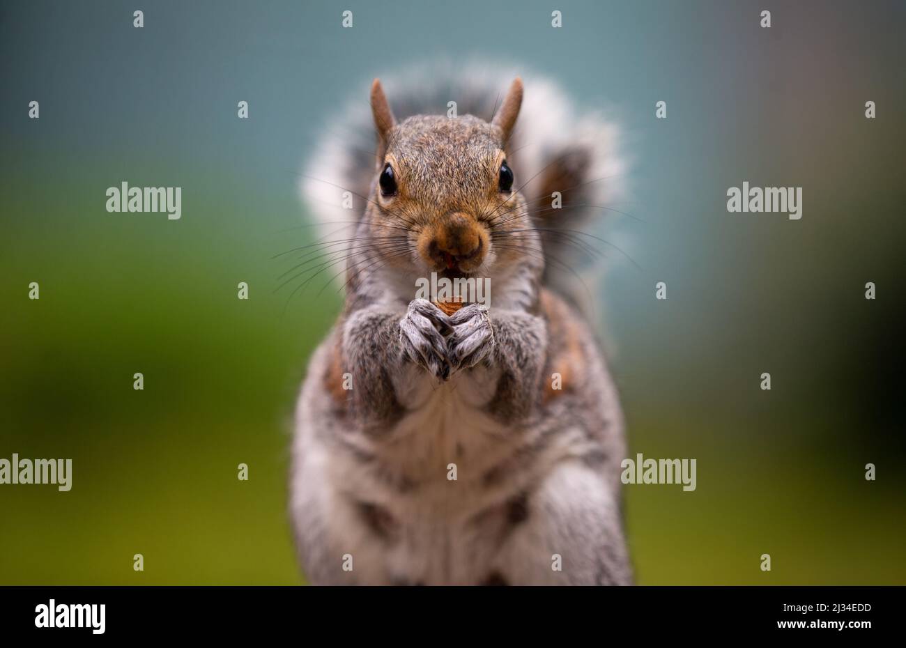 London, England, Großbritannien. 5. April 2022. Ein Eichhörnchen wird vor dem Southwark Crown Court in London beim Essen einer Nuss gesehen. (Bild: © Tayfun Salci/ZUMA Press Wire) Stockfoto