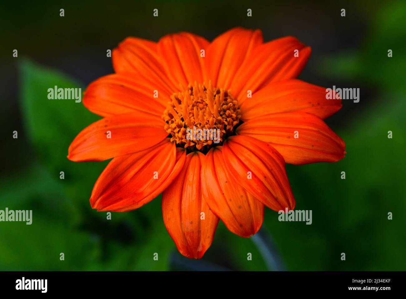 Schöne Nahaufnahme einer mexikanischen Sonnenblume Stockfoto