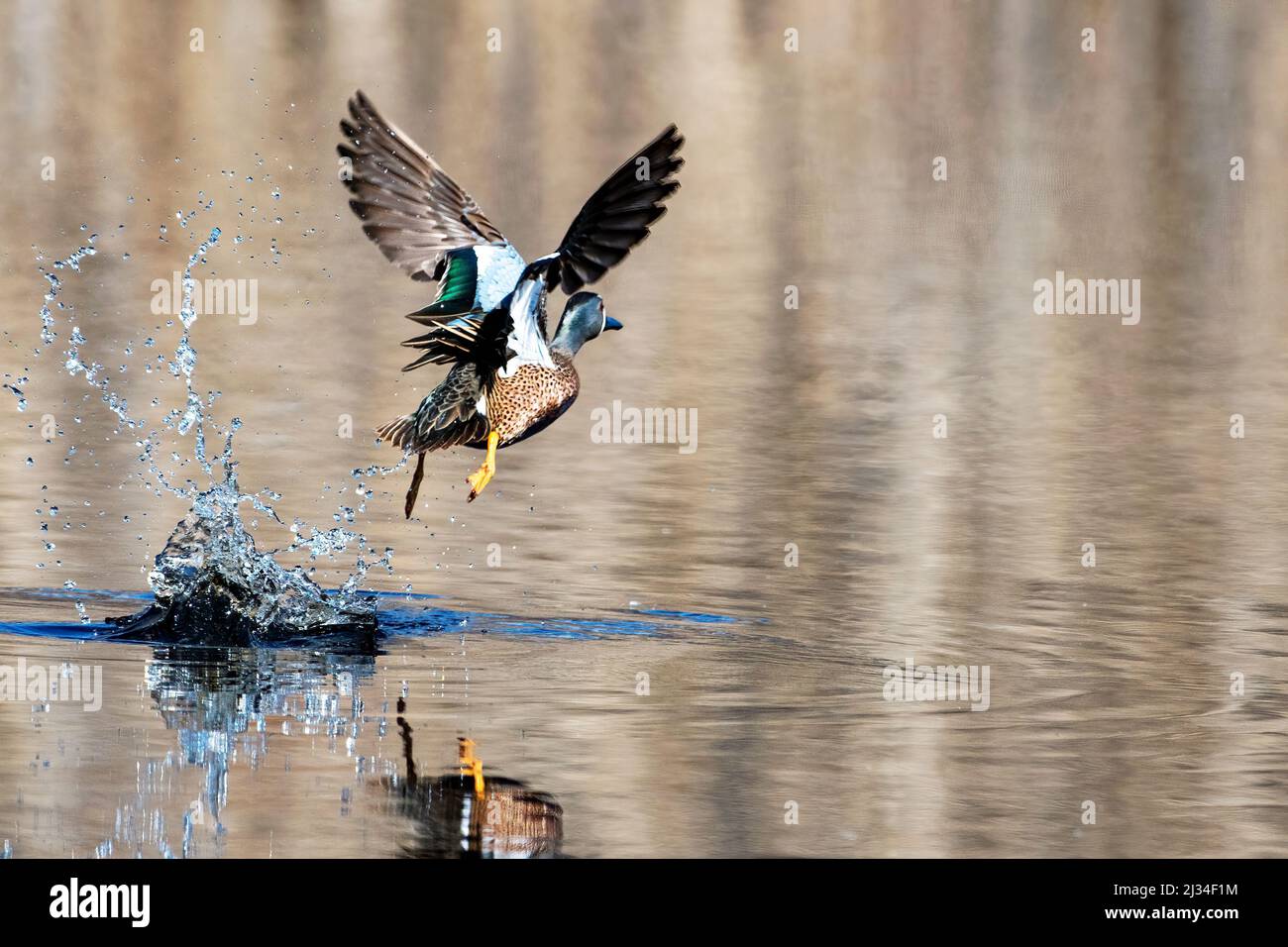 Drake-Blauflügelgewähner heben vom Teich Anfang April ab Stockfoto