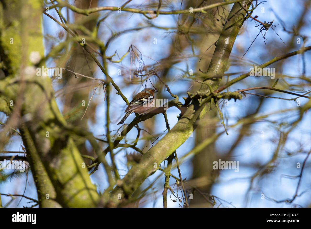 Ein Blick auf einen schönen Finken auf einem Baum in einem Wald Stockfoto