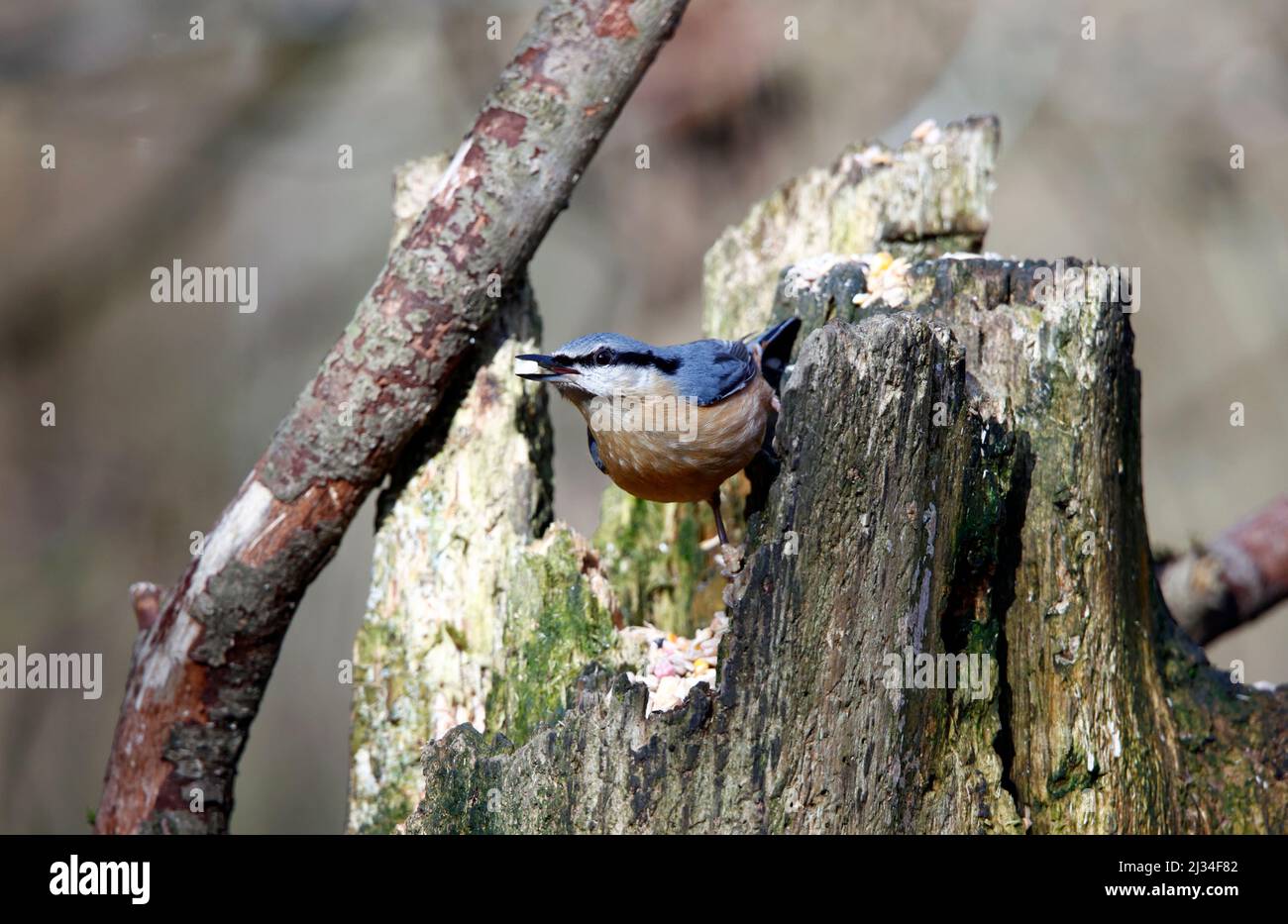 Auf einem alten Baumstamm im Wald thront ein Nuthatch Stockfoto