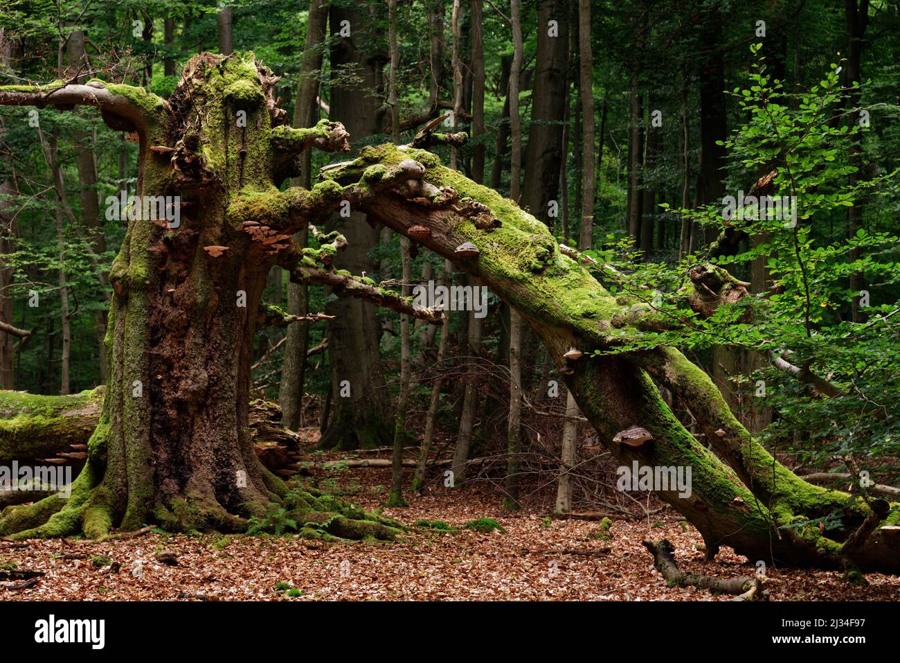 Huteeiche im Urwald von Sababurg, Naturpark Reinhardswald, Hessen, Deutschland. Stockfoto
