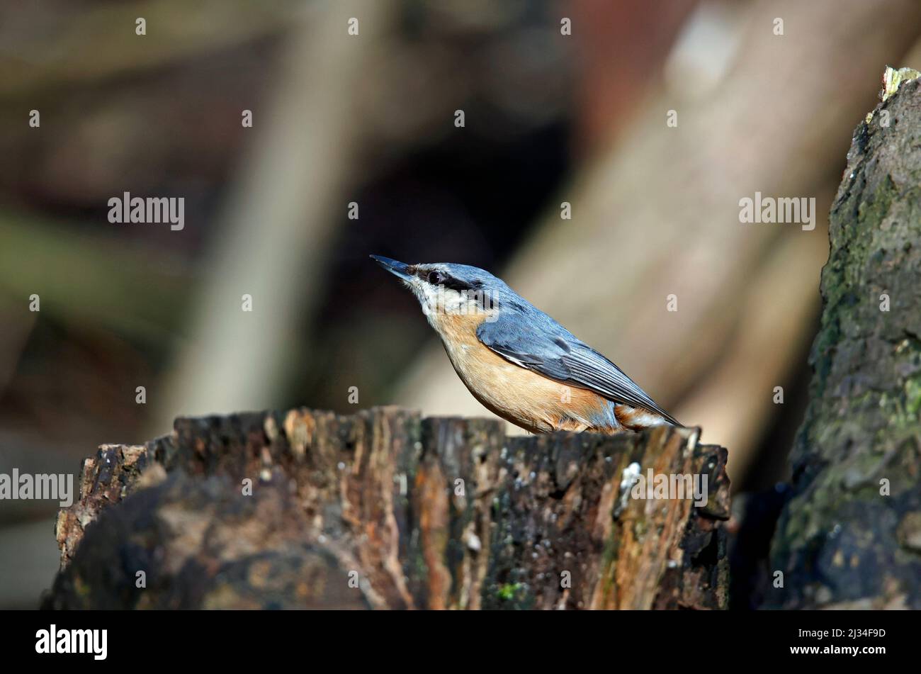 Auf einem alten Baumstamm im Wald thront ein Nuthatch Stockfoto