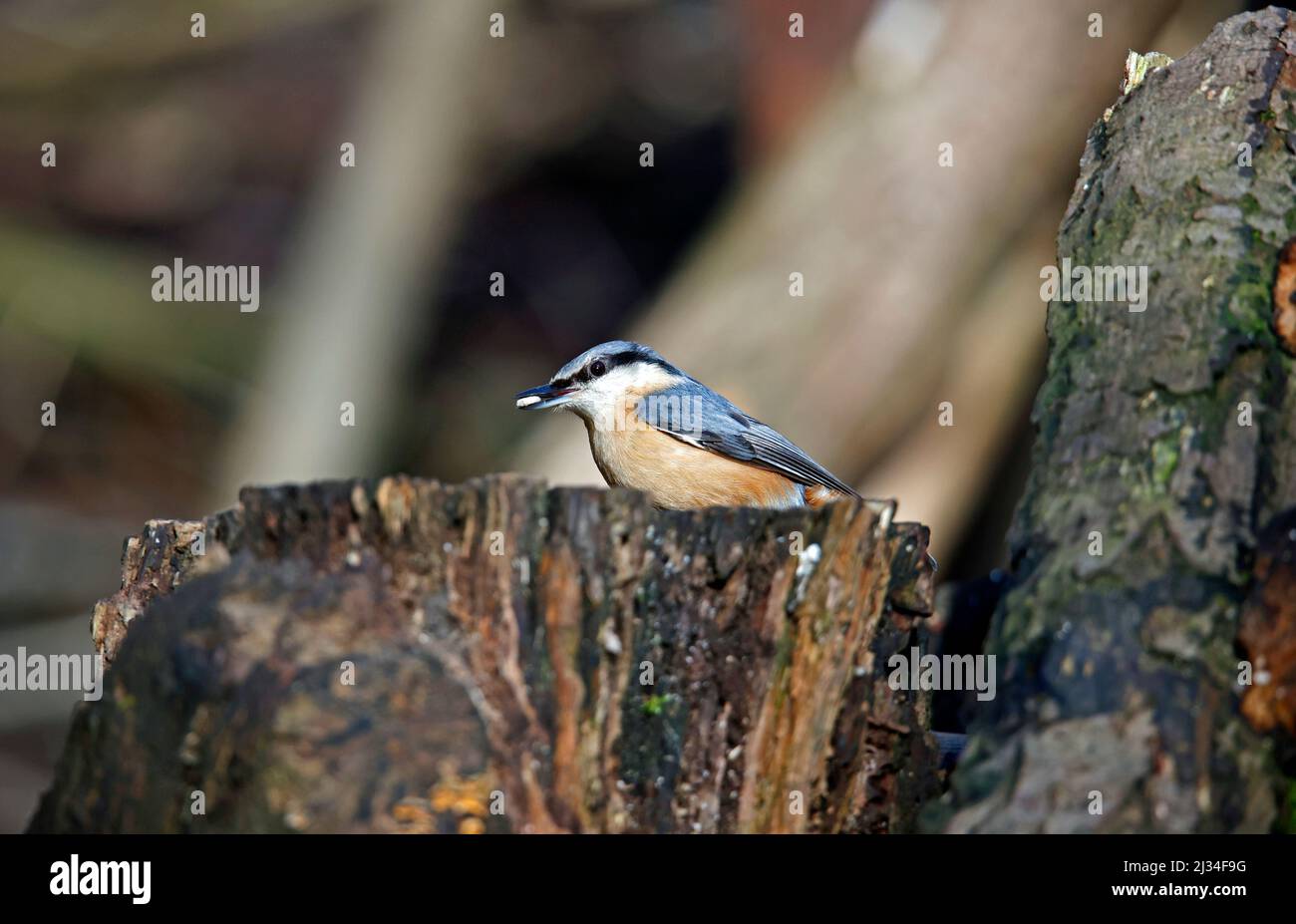 Auf einem alten Baumstamm im Wald thront ein Nuthatch Stockfoto