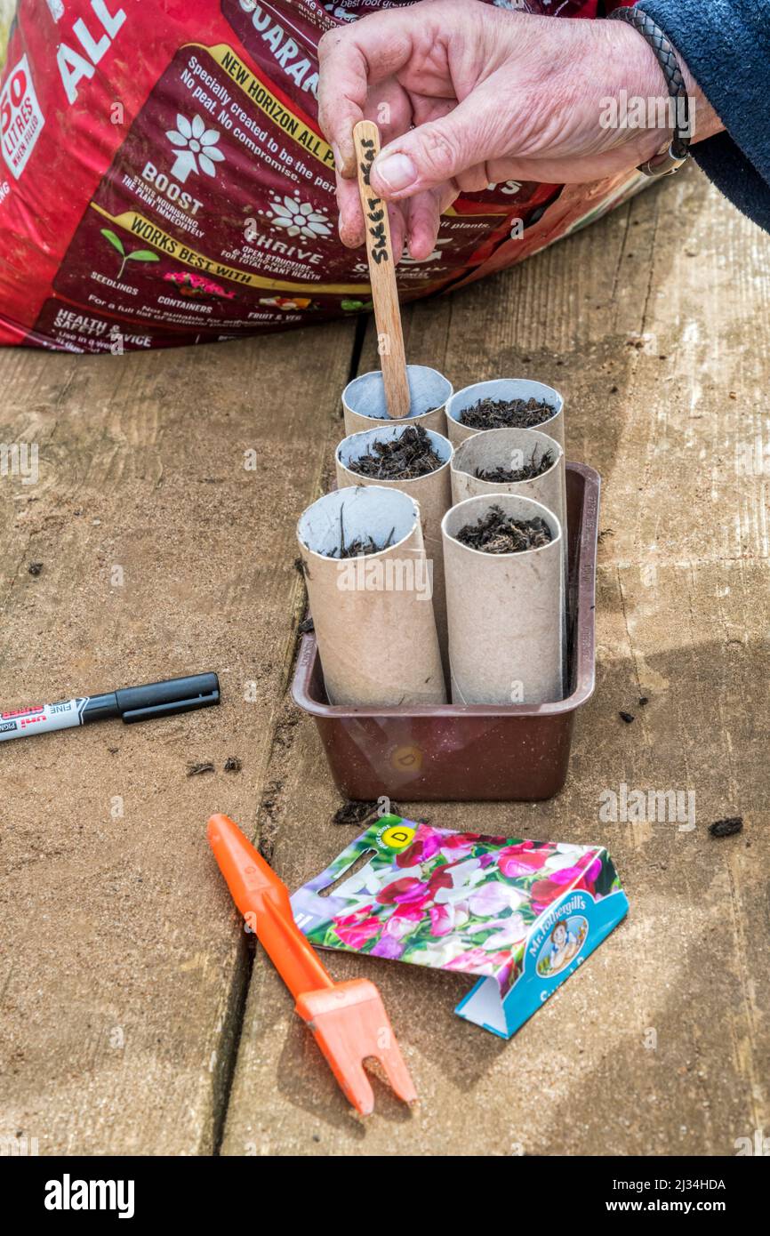 Frau sät Samen der süßen Erbsenmischung „Old Spice“, Lathyrus odoratus, zu recycelten alten Toilettenrollen. Stockfoto