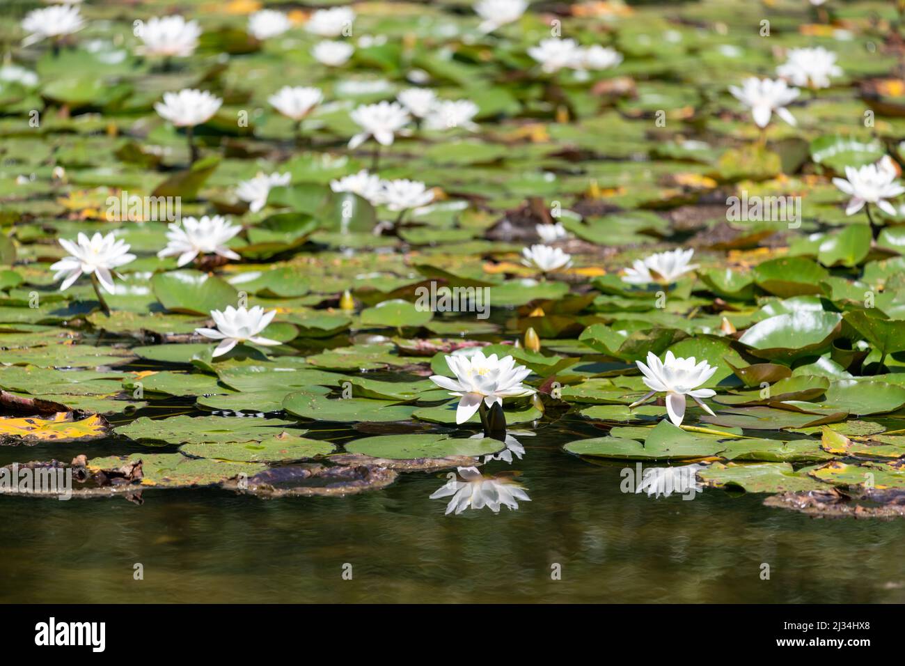 Blühende weiße Seerosen (nymphaea odorata) Stockfoto