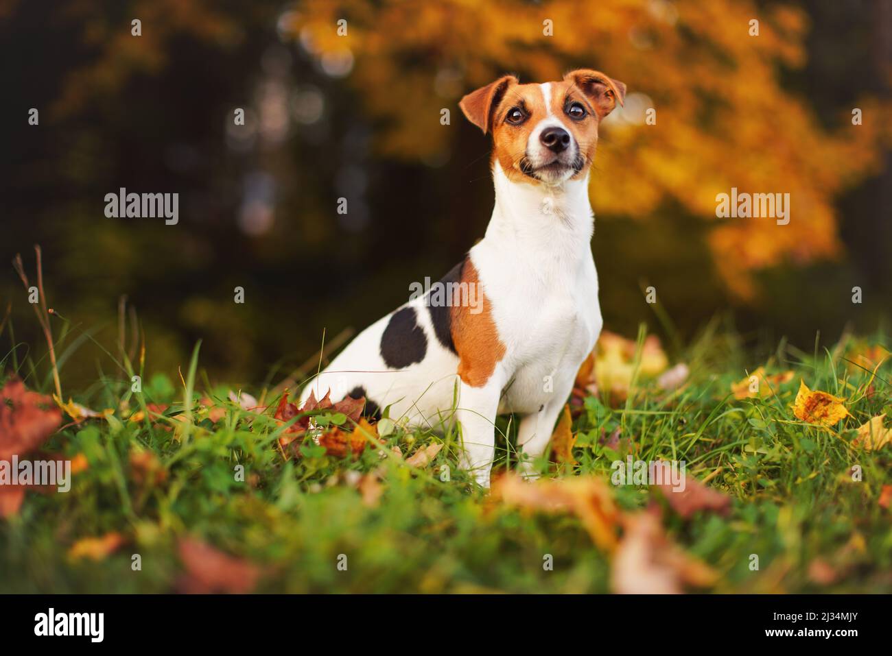 Kleine Jack Russell Terrier sitzen auf Wiese im Herbst, gelb und orange verwischten Bäumen Hintergrund Stockfoto