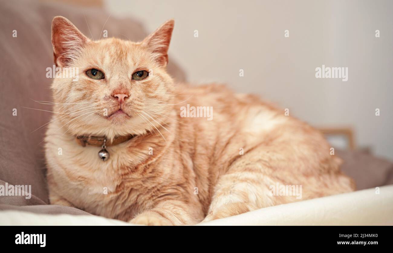 Hellbraune oder beige Katze mit grünen Augen, die auf dem Bett ruht  Stockfotografie - Alamy