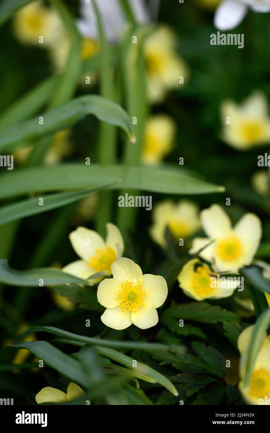 Anemone x lipsiensis pallida, cremegelbe Blume, Blumen, Wildblume, Blume, Blüte, Wälder, Waldgarten, Schatten, Schattig, schattig, RM Floral Stockfoto
