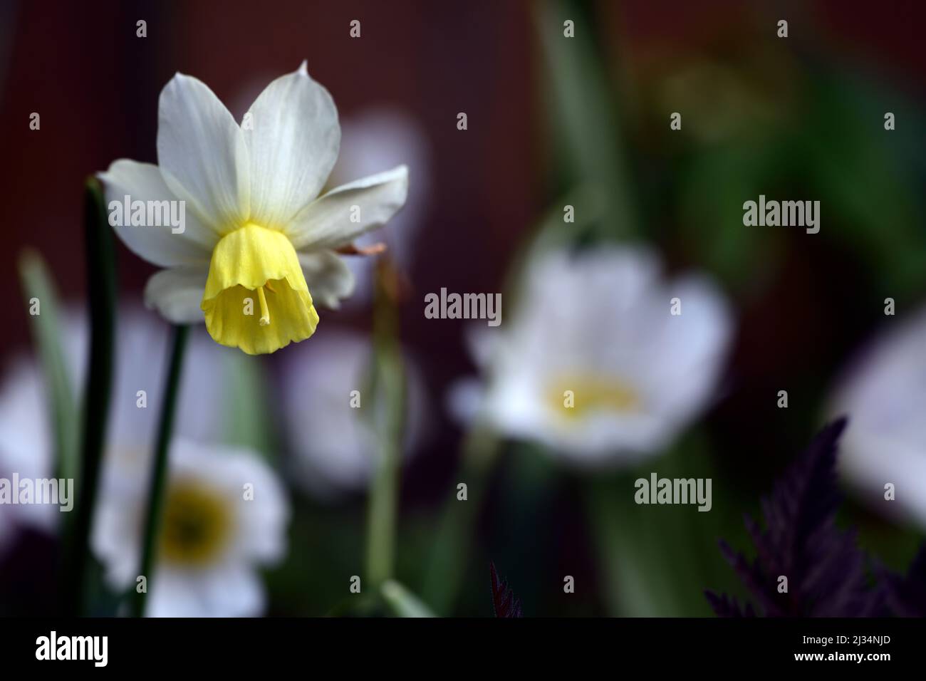 narcissus Segelboot, Miniatur-Narcissus, Miniatur-Narcissi, hellgelbe und cremeweiße Blüten, blassgelbe Blume, Frühling im Garten, RM floral Stockfoto