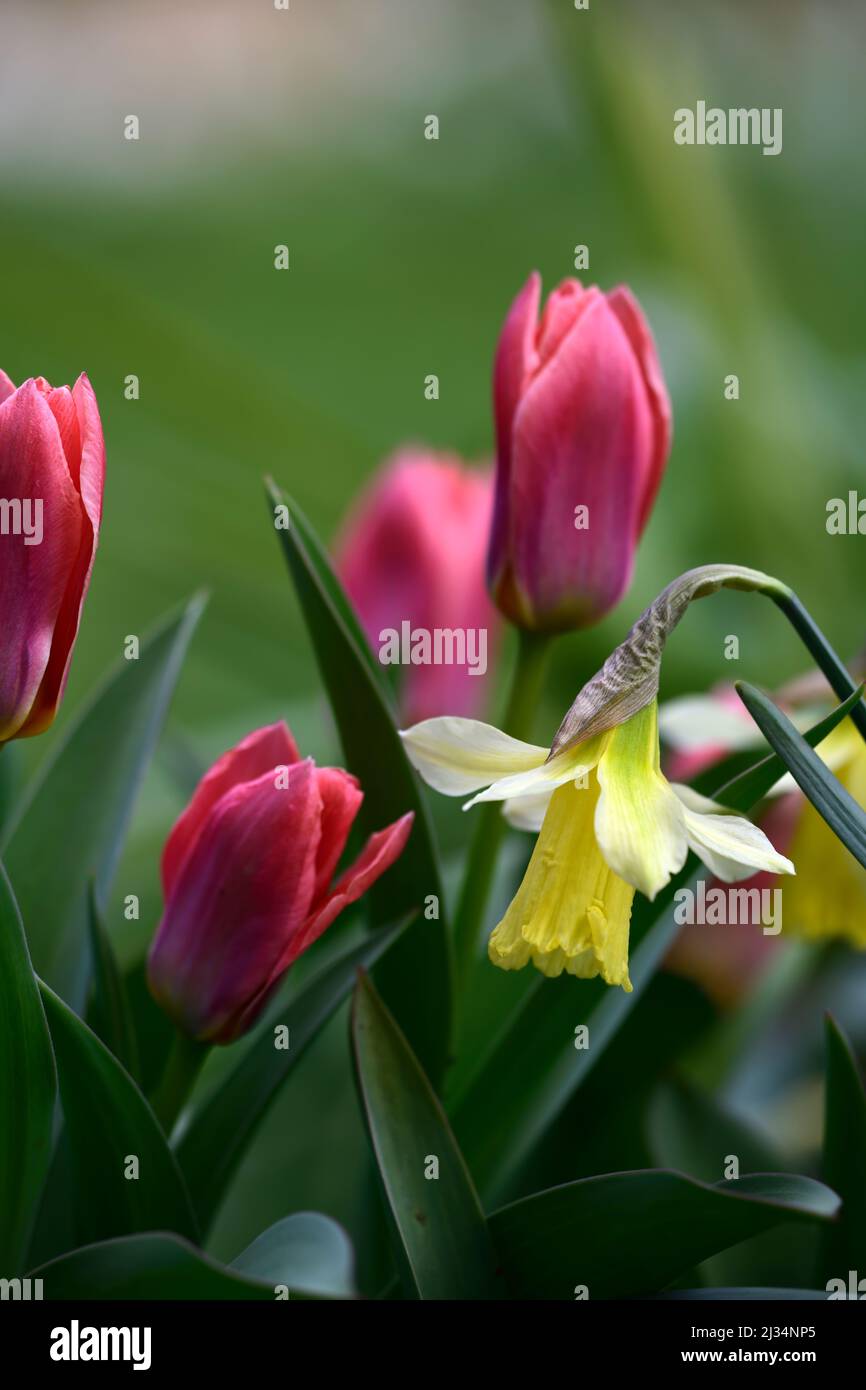 narzisse w p milner, Narzisse wp milner, Miniatur-Narzisse, Miniatur-Narzisse, Hellgelb, in cremeweiße Blüten umwandelnd, blassgelbe Blume, Tulpe Stockfoto