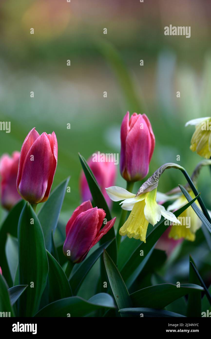 narzisse w p milner, Narzisse wp milner, Miniatur-Narzisse, Miniatur-Narzisse, Hellgelb, in cremeweiße Blüten umwandelnd, blassgelbe Blume, Tulpe Stockfoto