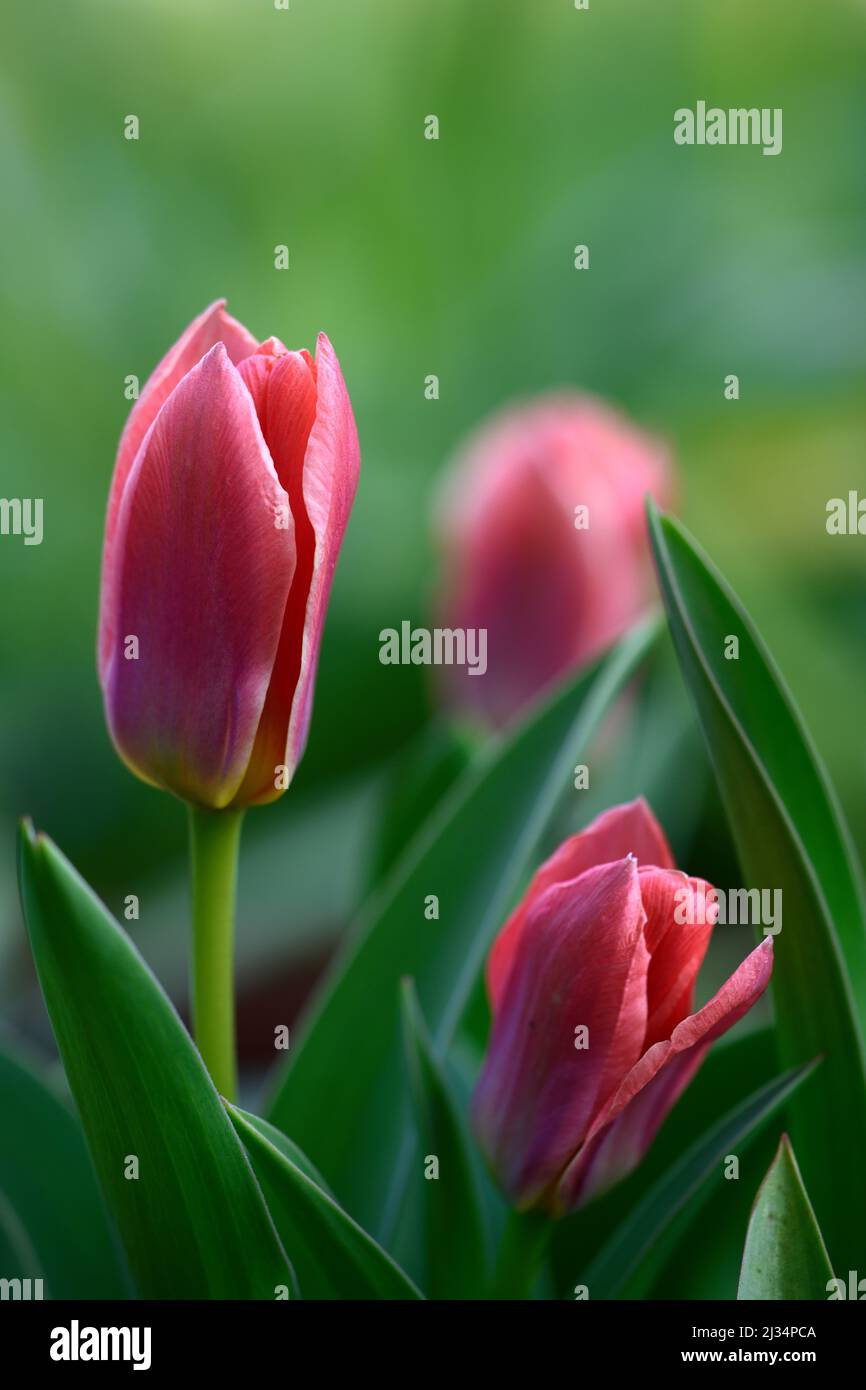Tulpe Shakespeare, Tulipa Shakespeare, Zwerg Kaufmanniana Tulpe, Frühlingsvorzeige, Farben lachsorange und rote Blumen, goldgelbe Basis, Blumen, Blüte Stockfoto