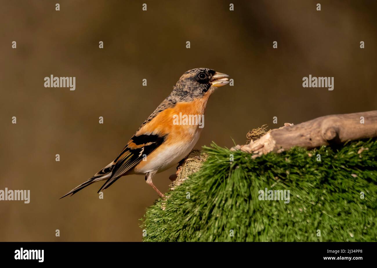 Bergfink Stockfoto