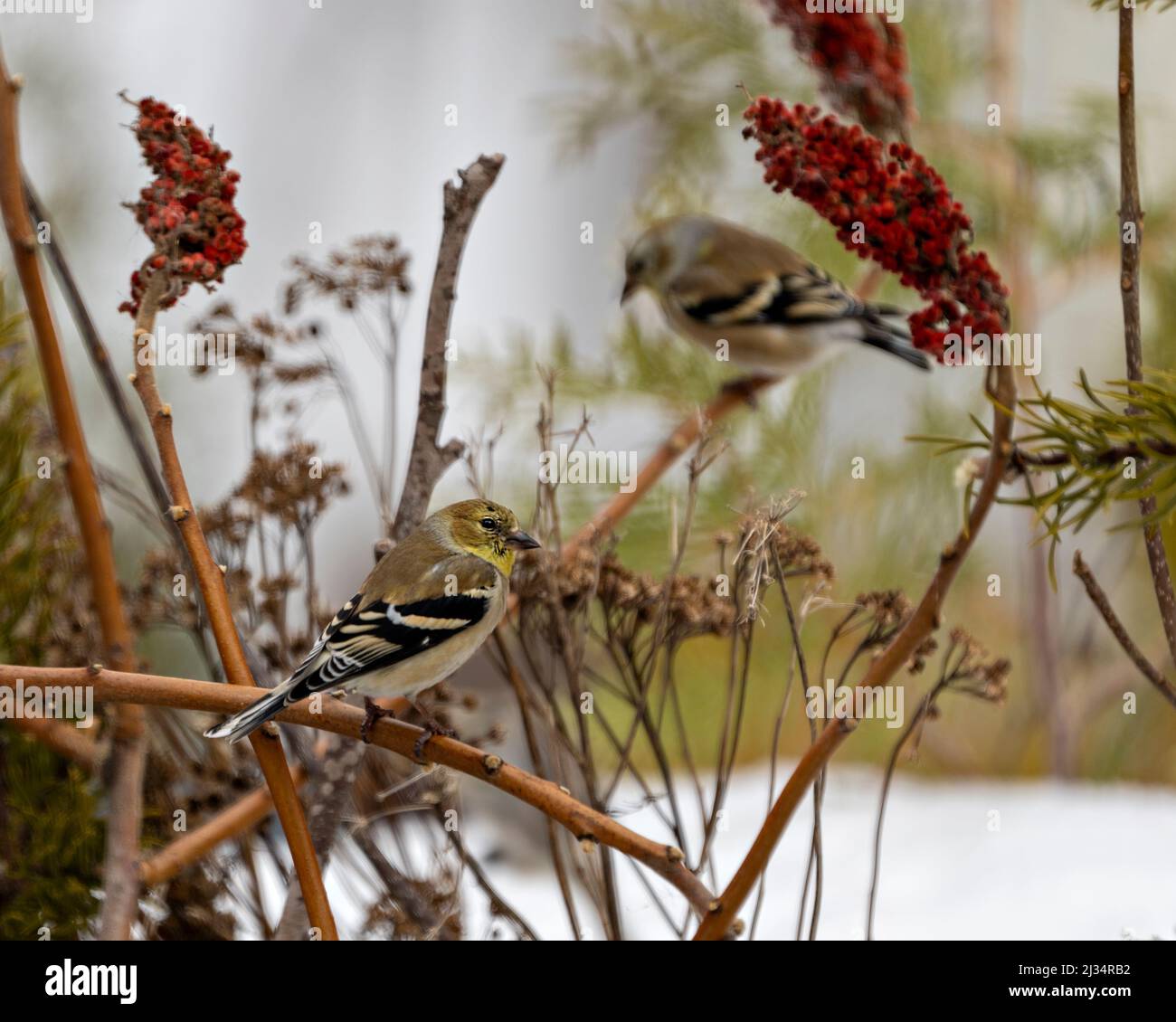 American Goldfinch Nahaufnahme Profil, thront auf einem Hirschhornzweig mit unscharfen Hintergrund in seiner Umgebung und Lebensraum Umgebung. Finch-Bild Stockfoto