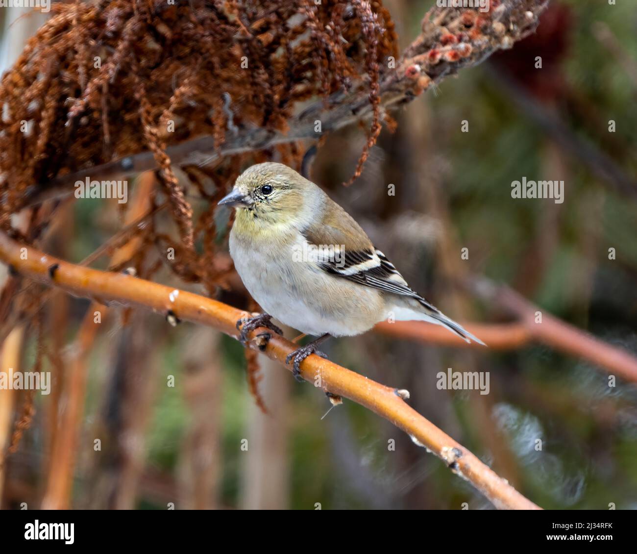 American Goldfinch Nahaufnahme Profil Ansicht, thront Zweig mit unscharfen Hintergrund in seiner Umgebung und Lebensraum Umgebung. Finch-Bild. Hochformat. Stockfoto