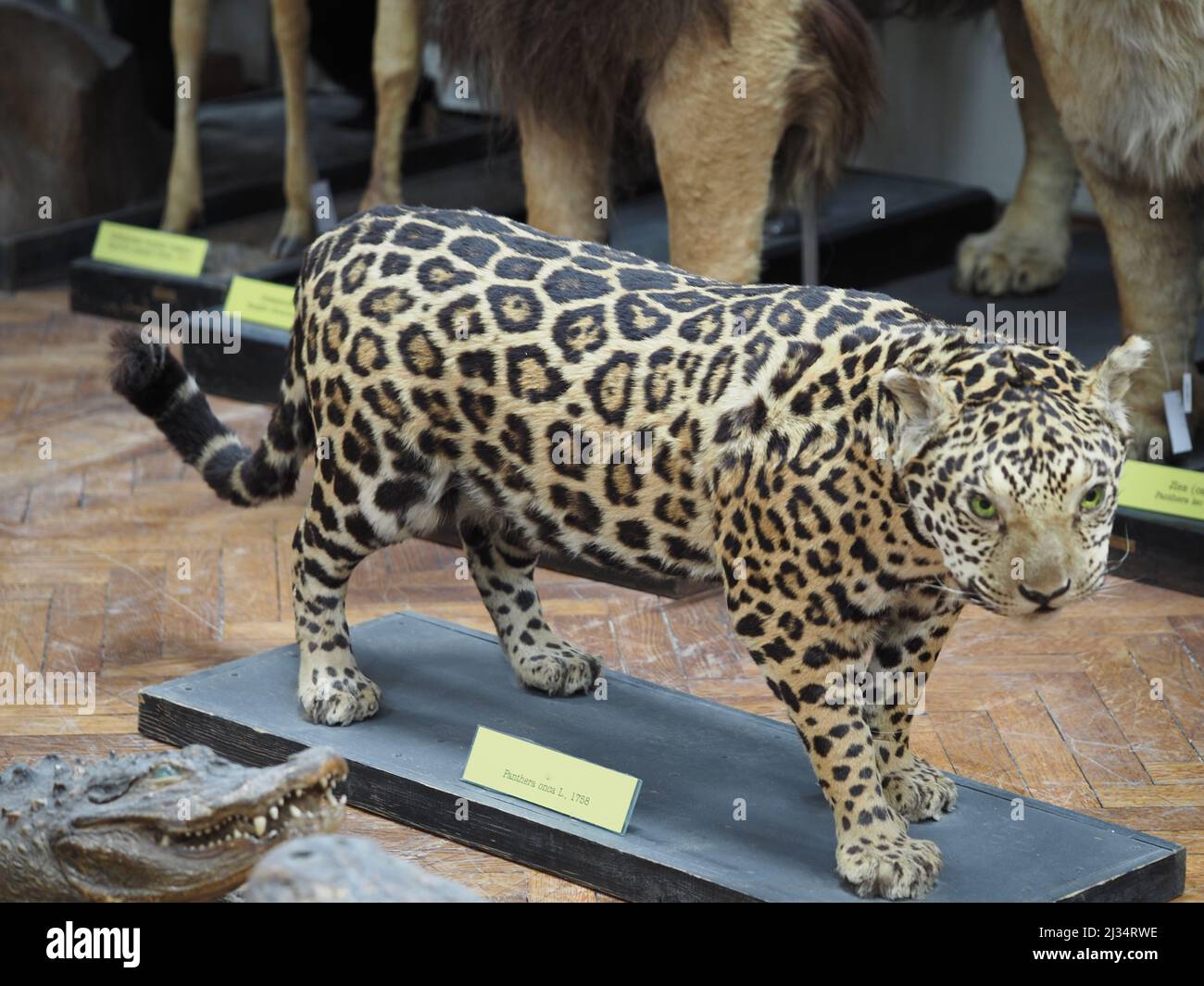 Leopard. Ein Mitglied der großen Katzenfamilie, der Gattung Panthera. Ausstellung des Zoologischen Museums. Stockfoto