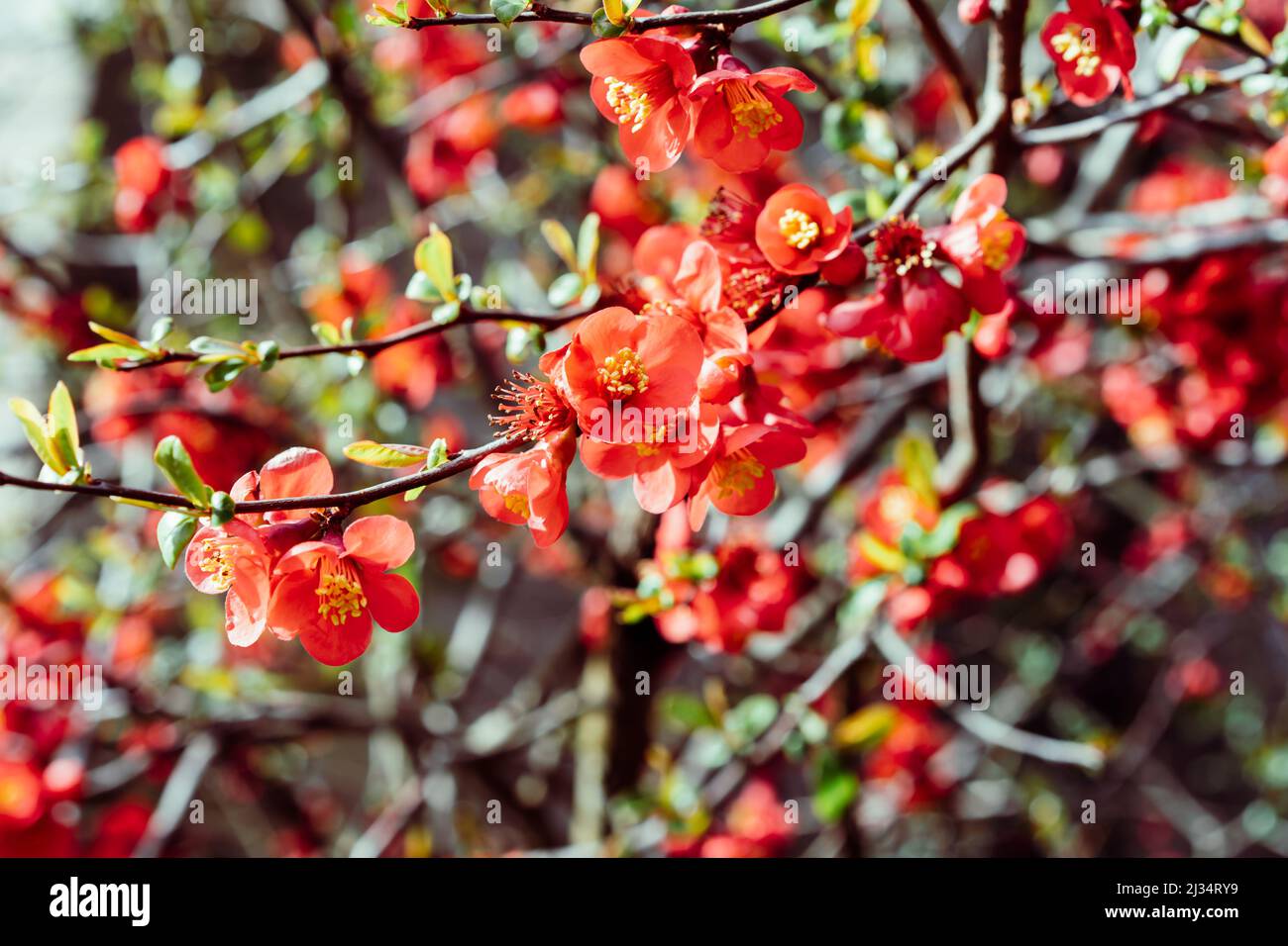 Blühende Bäume. Nahaufnahme leuchtend roter Blüten einer blühenden Quitte, Chaenomeles speciosa, Strauch an einem sonnigen Tag. Ein dorniger Laub- oder halbimmergrüner Strauch Stockfoto