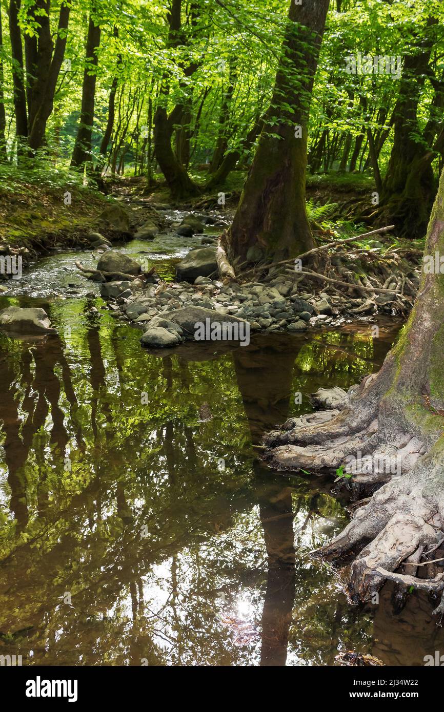 Wasserstrom in den buchenwäldern der karpaten. Tiefer Wald im strahlenden Licht. Grüne Naturlandschaft im Frühling Stockfoto