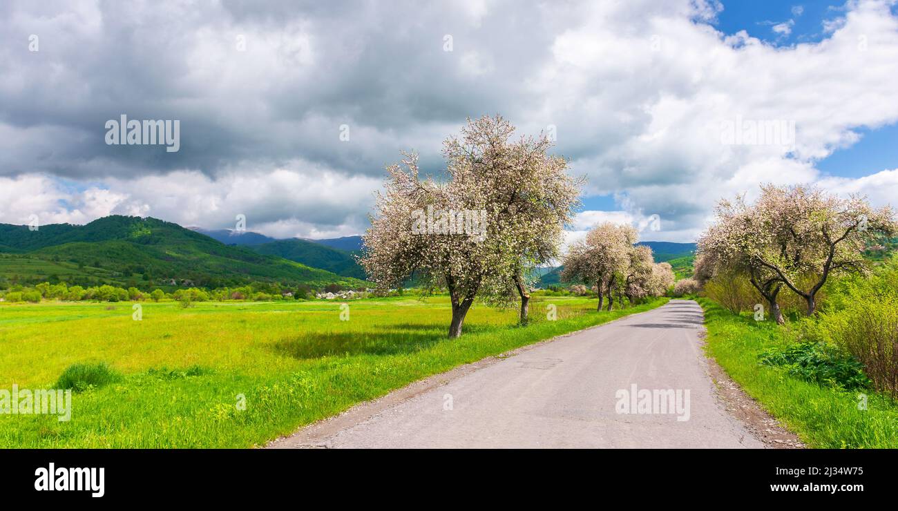 karpaten im Frühling. Blühende Bäume entlang der Straße, die sich in die fernen Berge schlängelt. Schöne ländliche Landschaft an einem sonnigen Tag. clo Stockfoto