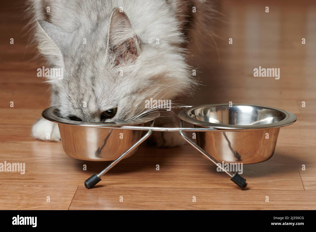 Hungrige Katze, die aus der Metallschale isst, Nahaufnahme Stockfoto