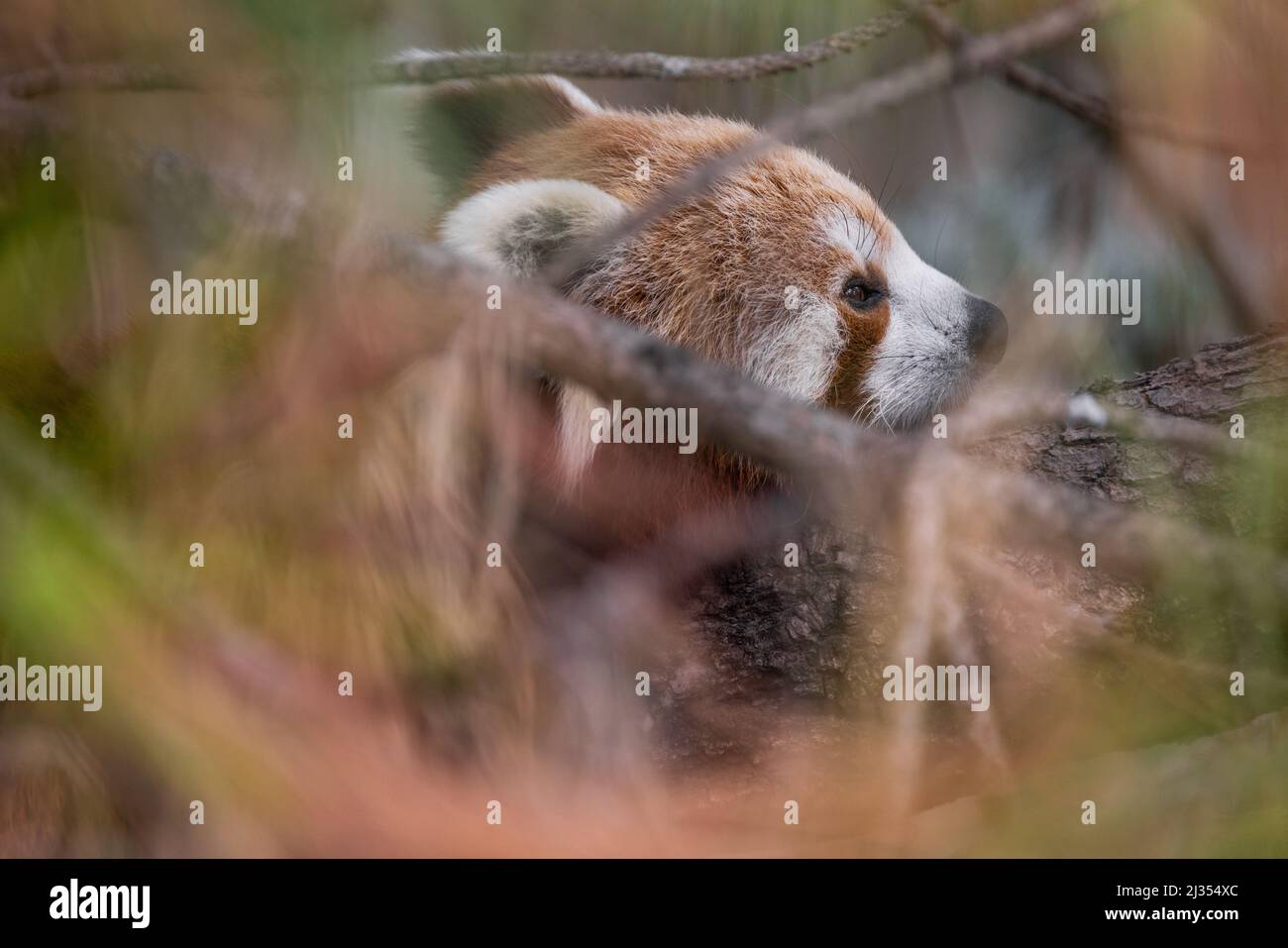 Ein roter Panda, der auf einem Ast ruht, teilweise versteckt von Gliedmaßen und Blättern Stockfoto