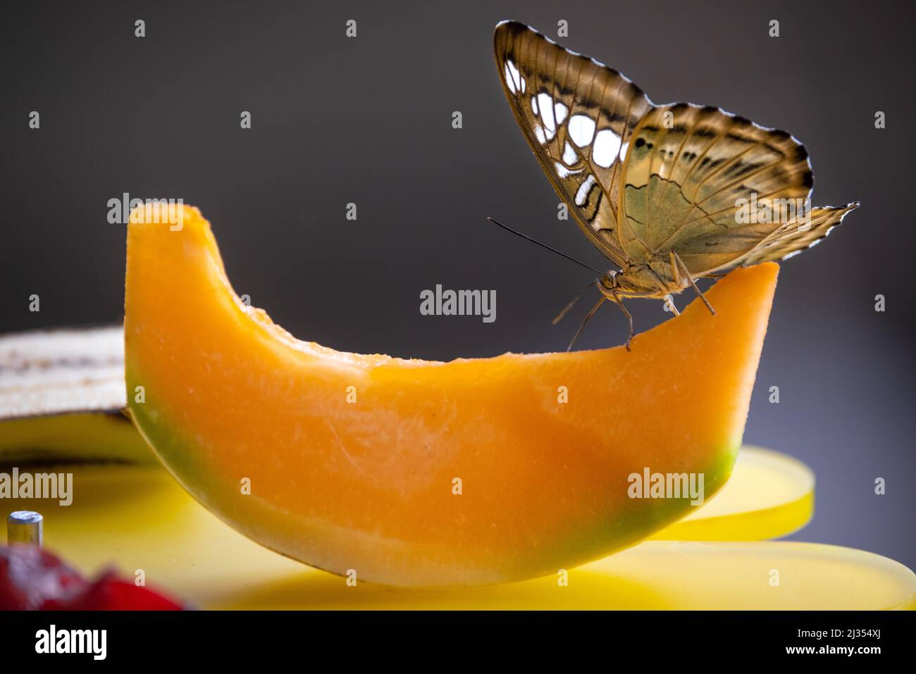 Ein Schmetterling mit braunen und weiß gefleckten Flügeln ernährt sich von einer Melonenscheibe vor einem Bokeh-Hintergrund Stockfoto