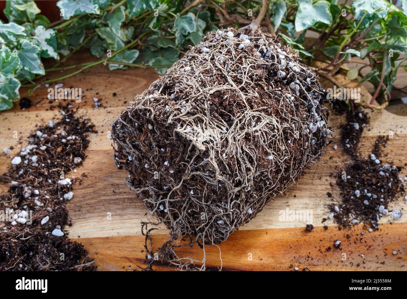 Rootbound Haus Pflanze für repotting genommen, Stockfoto