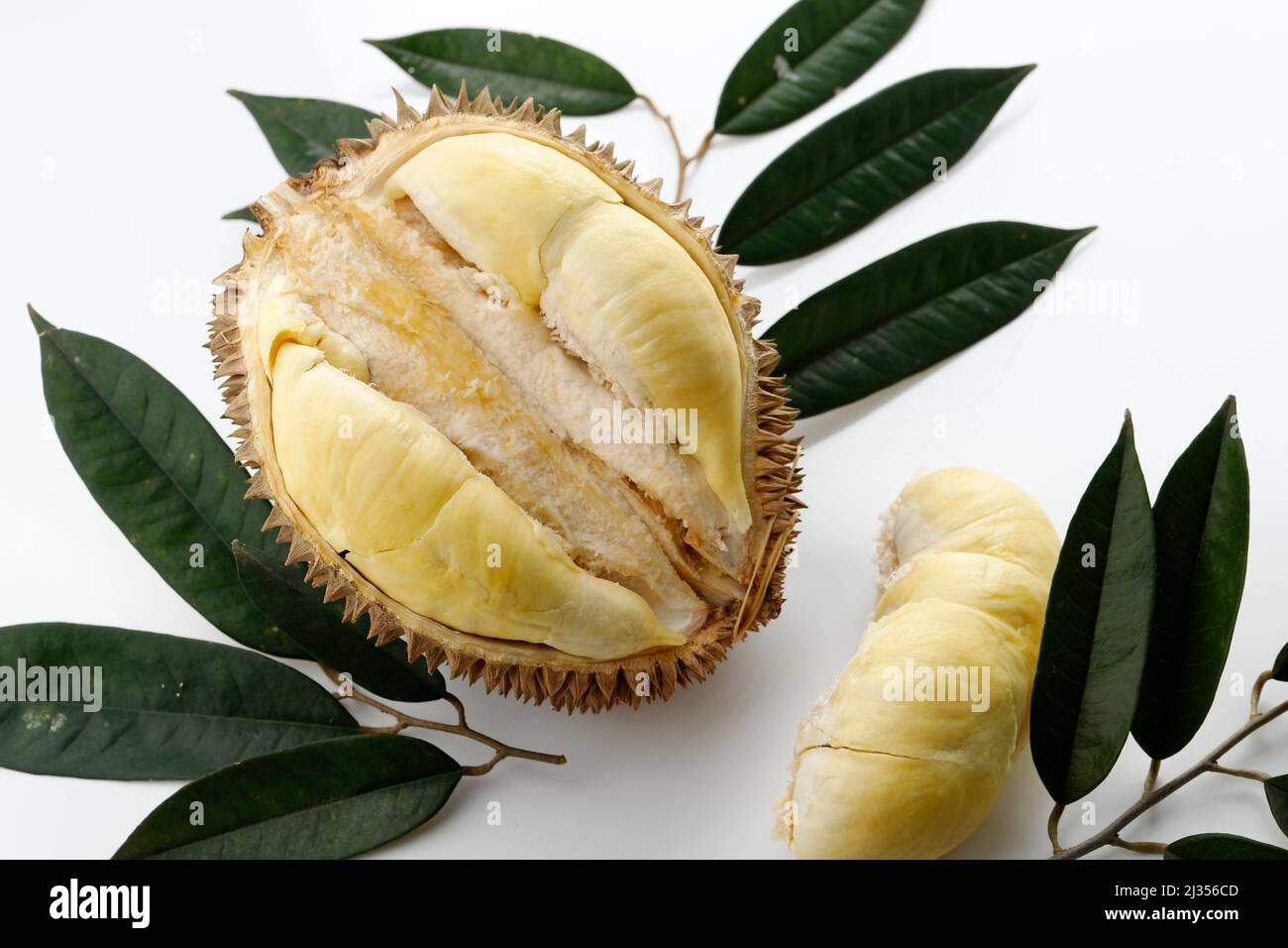 Durian Monthong König der Früchte aus Thailand, auf weißem Hintergrund. Dekoriert mit Blattgold Stockfoto