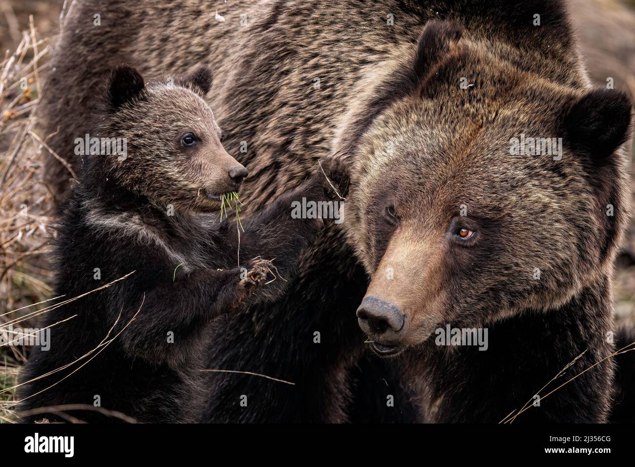 Grizzly Sow and Cub Stockfoto