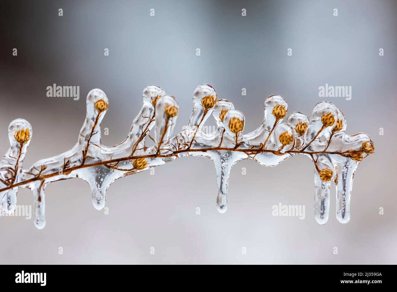 Pflanze, die nach einem eisigen Regen in Michigan, USA, in Eis und tropfende Eiszapfen gehüllt wurde Stockfoto