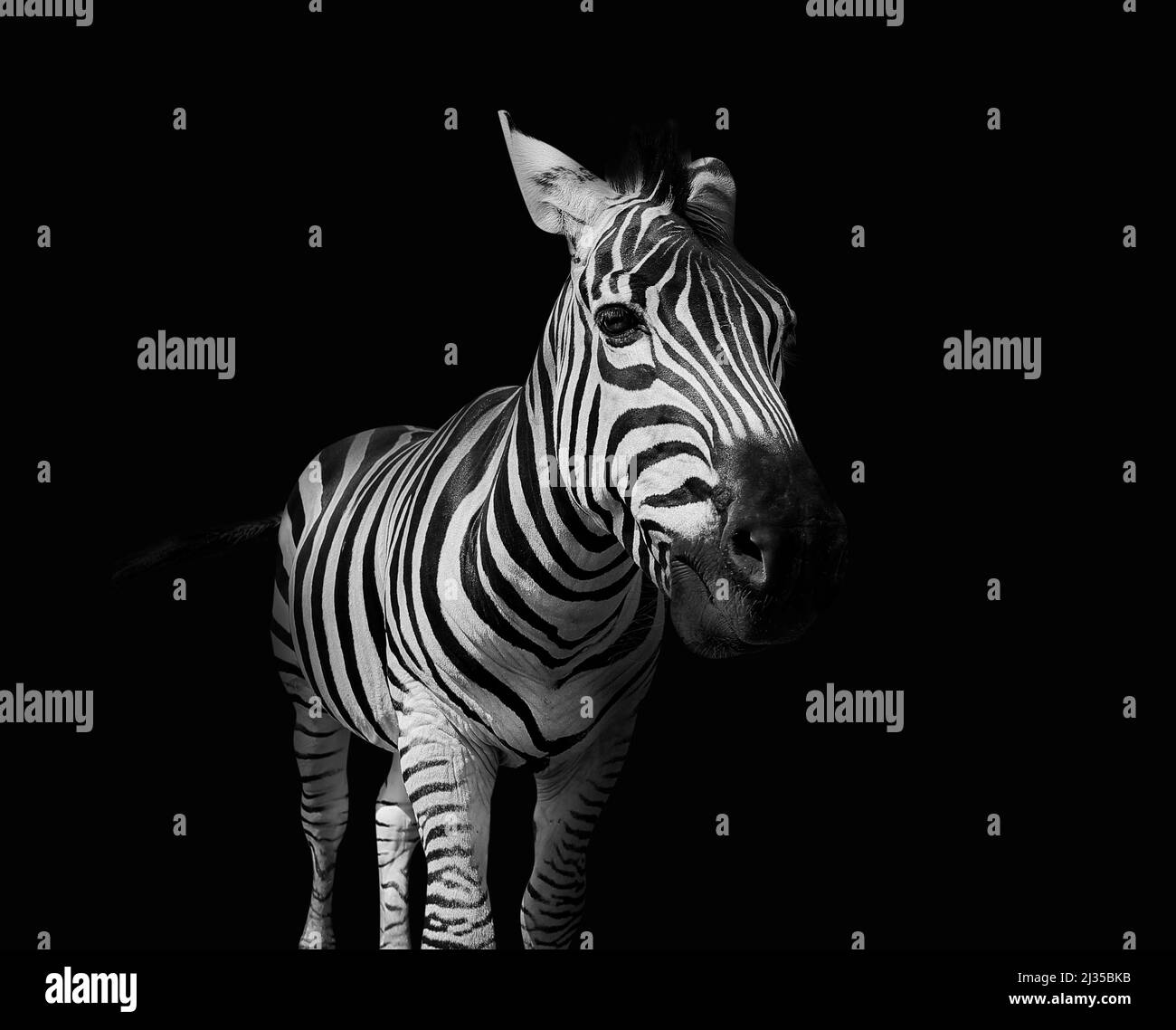 Burchells Zebra auf schwarzem Hintergrund Stockfoto