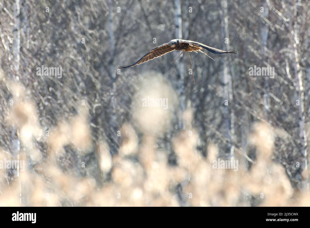 Weibliche westliche Sumpfweihe, die im Birkenwald hinter Schilf fliegt und am Frühlingsmorgen in Westfinnland Schilf für das Nest trägt. Stockfoto